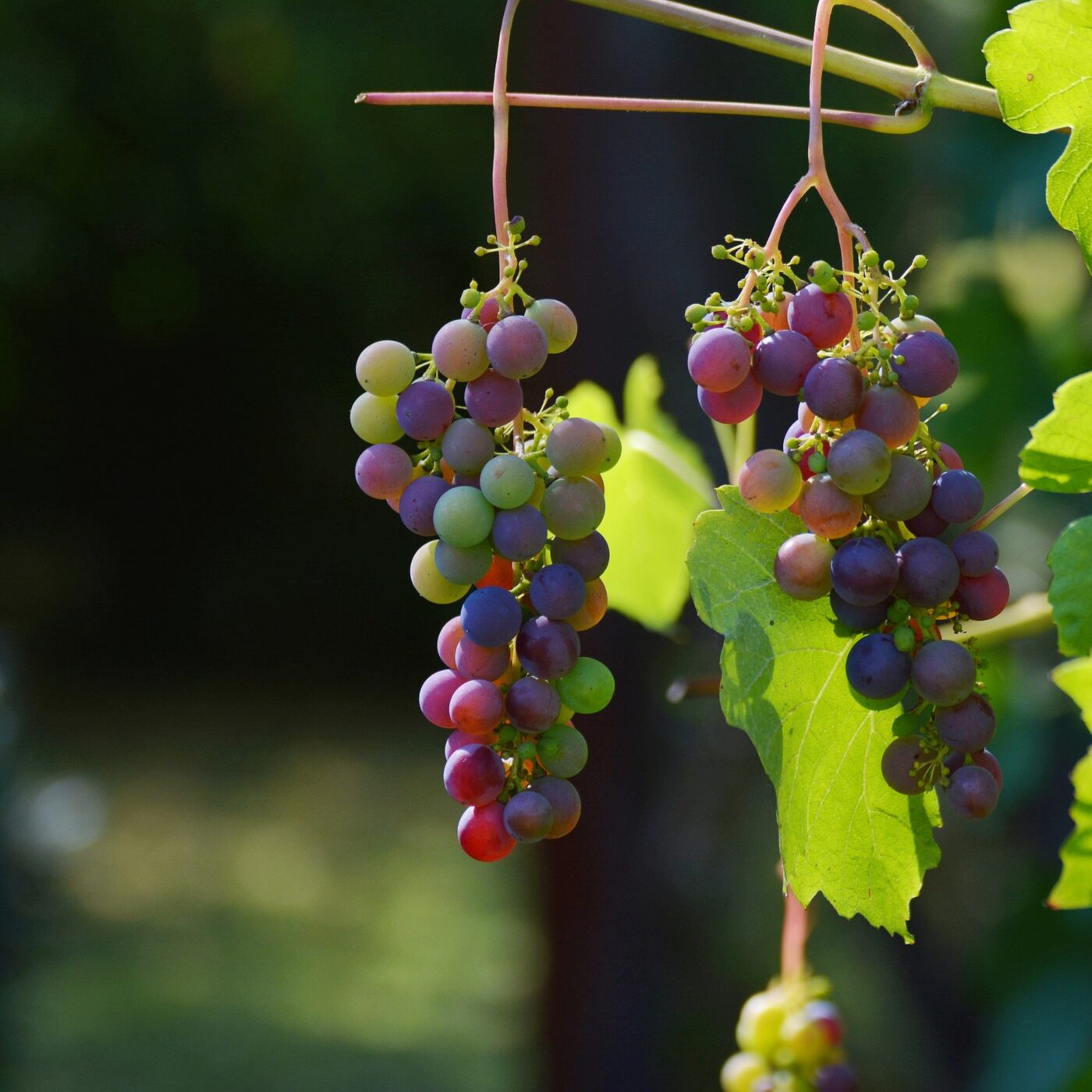 Les Vins de Savoie veulent dépasser les frontières des Alpes episode artwork