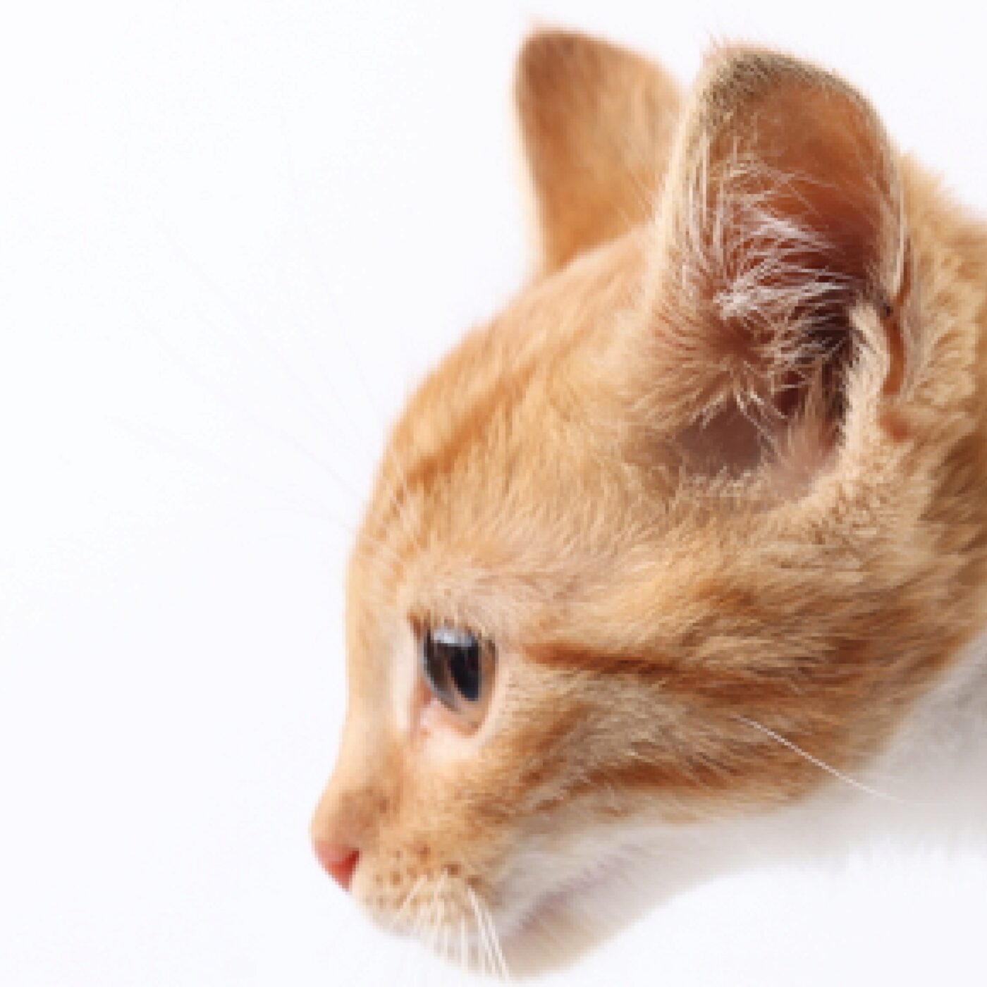 Dans l\'oreille d\'un chat