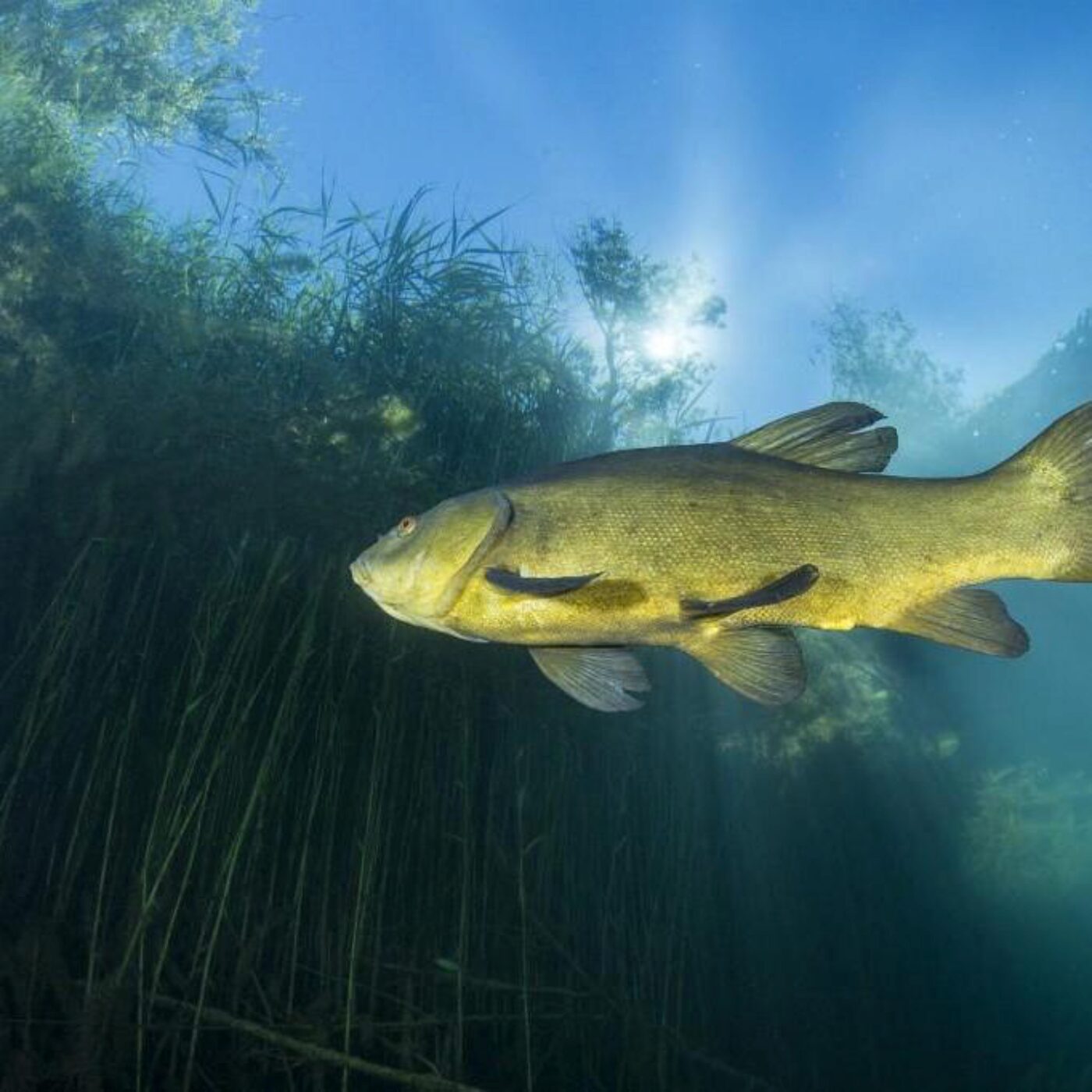 Protéger les poissons de la chaleur, le TDAH et les Pléiades