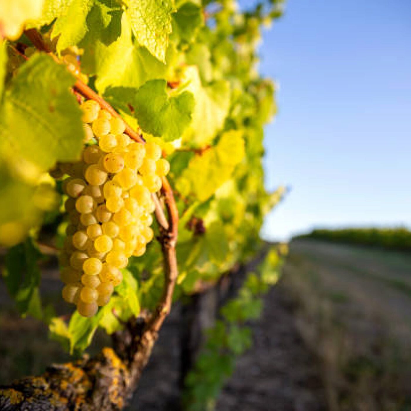 Des hommes et du vin