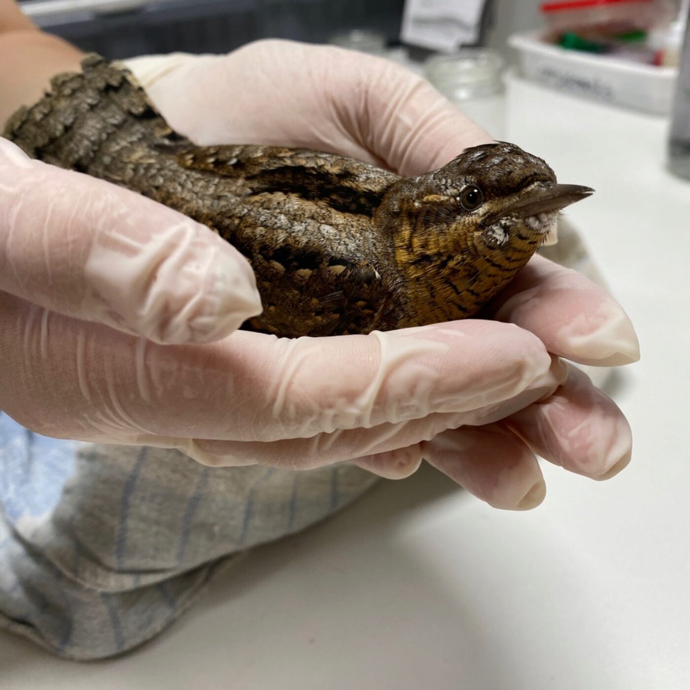 Chronique Actu · RCF Alsace