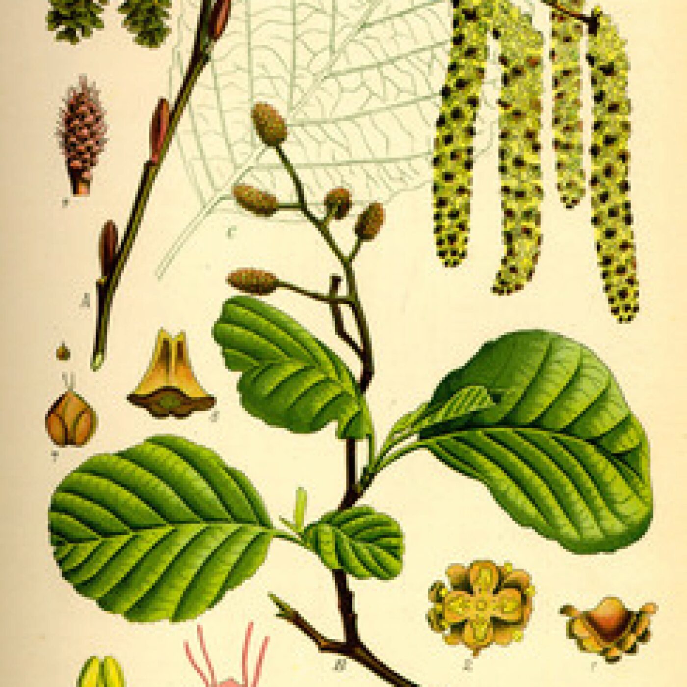 N° 163 L’aulne