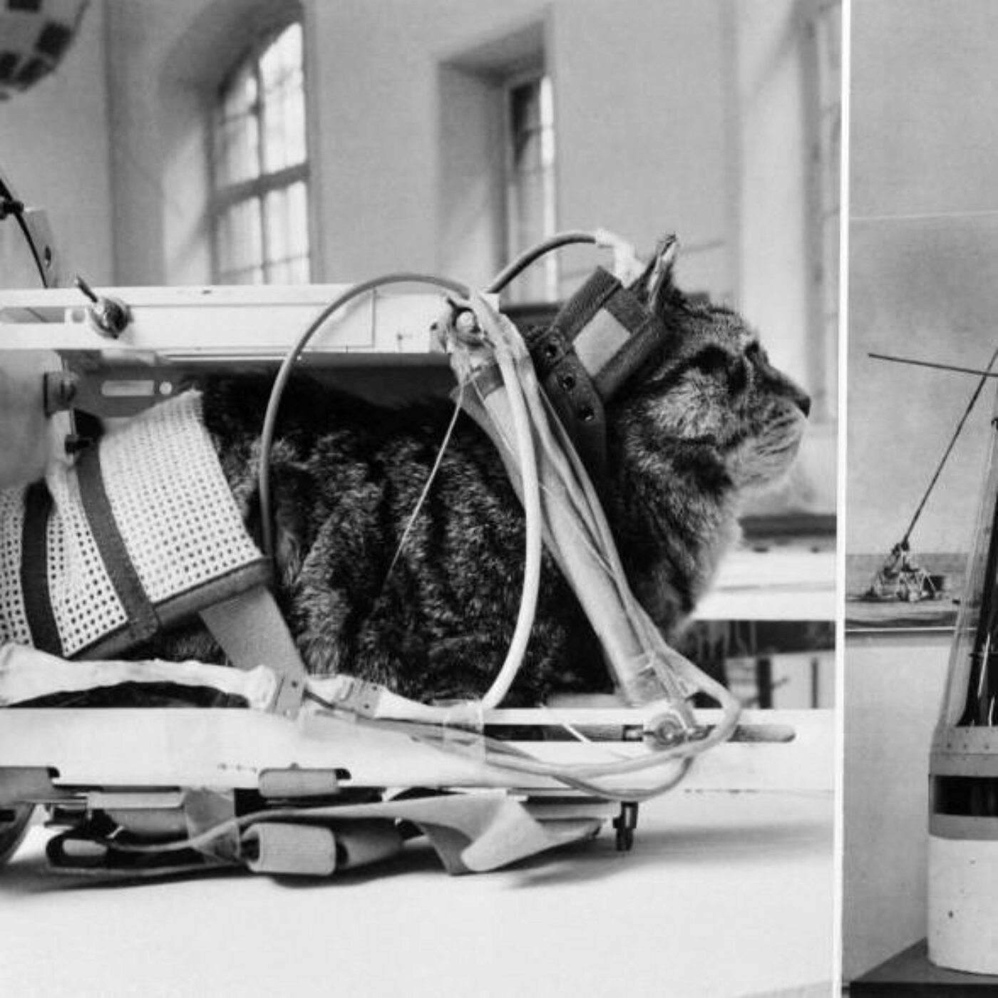 La poésie des maths, les effets de la ménopause sur le cerveau et uen chatte spationaute