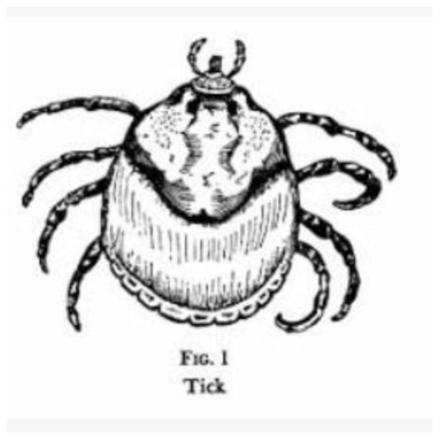 La pensée du biologiste Jakob von Uexkül