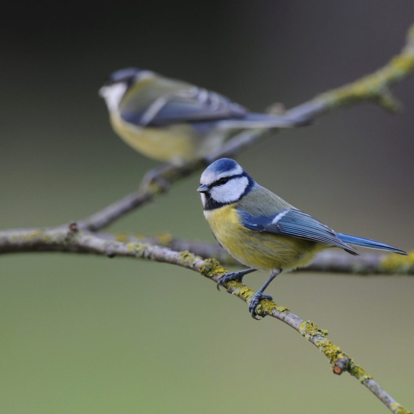 Chronique Actu · RCF Alsace