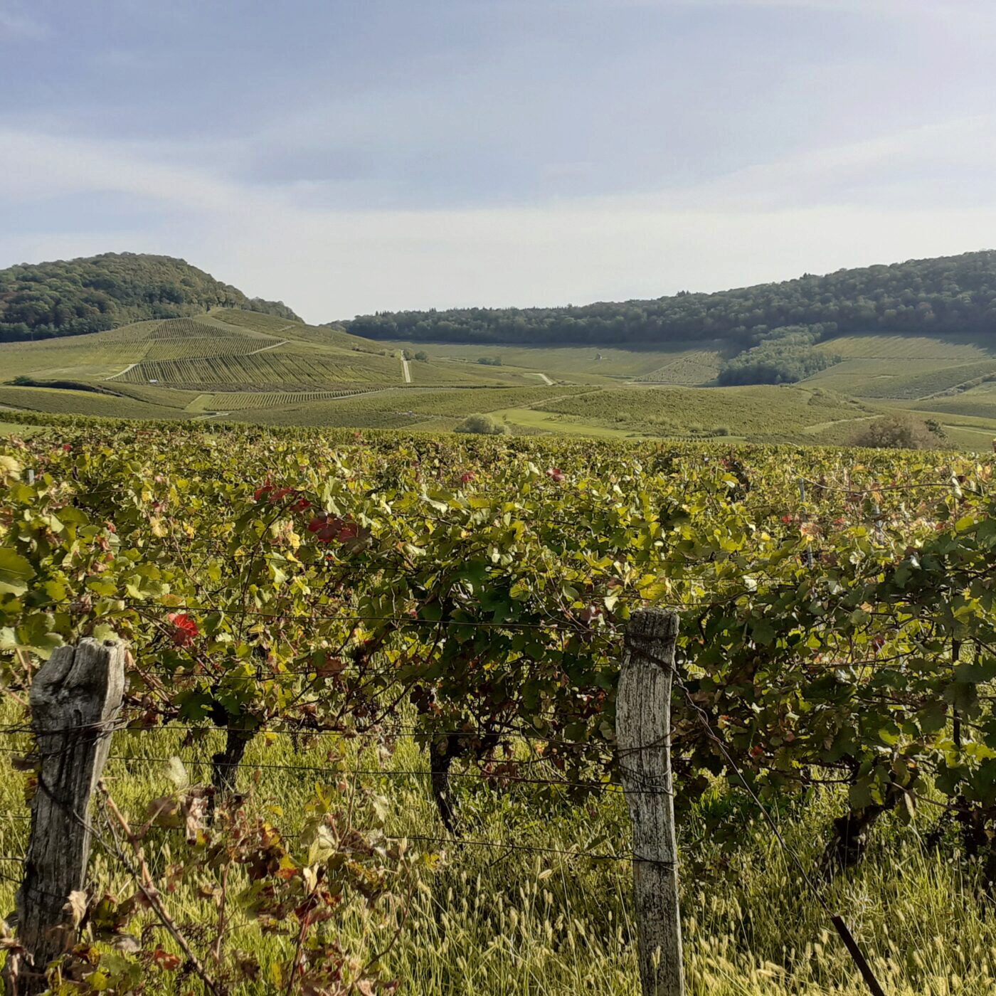L'actualité des vins et de la vigne en Franche-Comté episode artwork