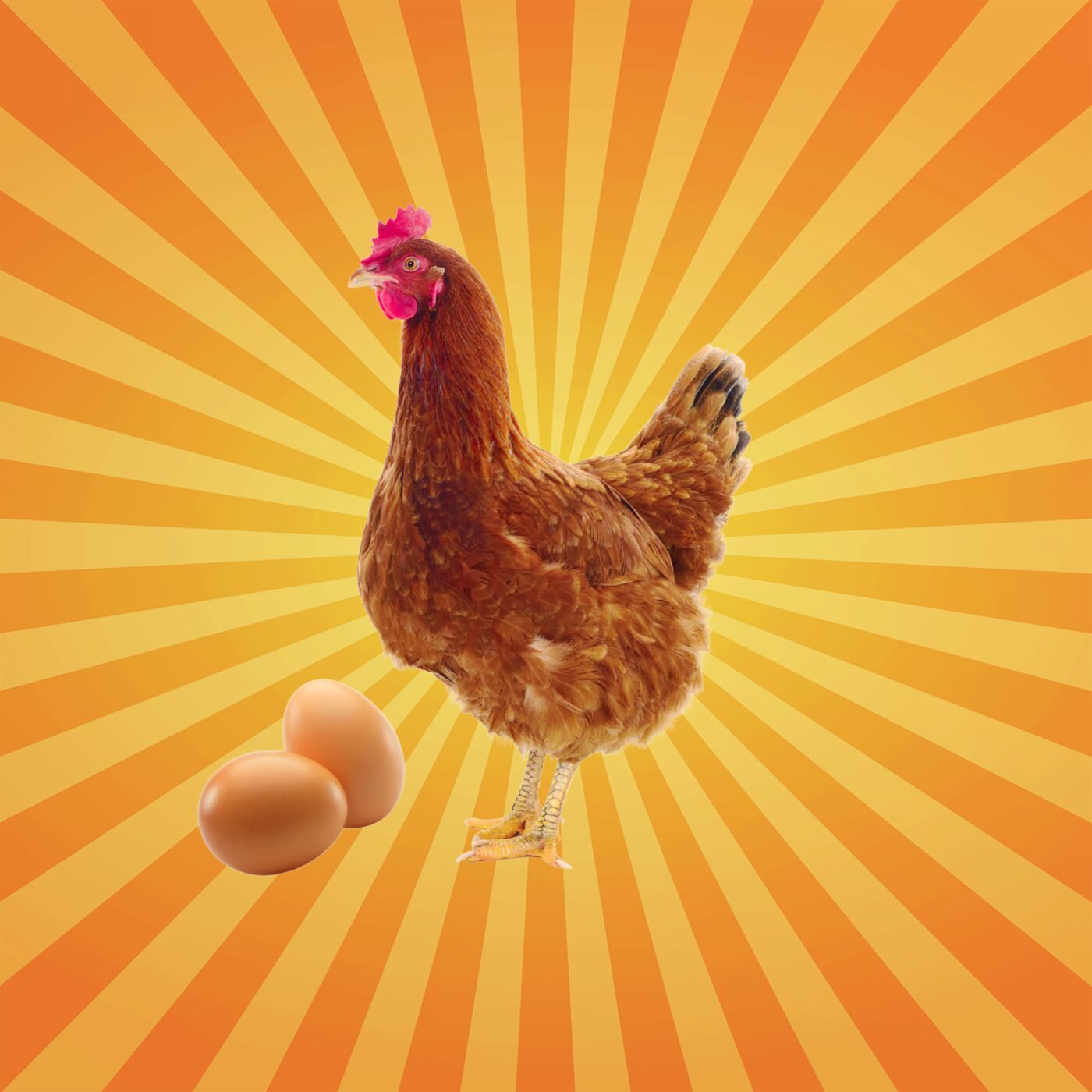  La poule, un oiseau raisonné, capable de compter !