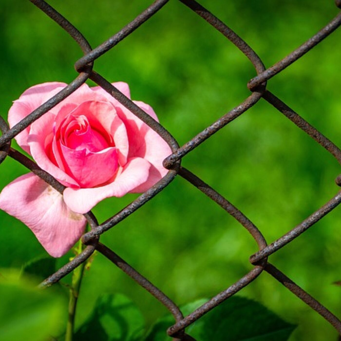 Le Téléphone du dimanche