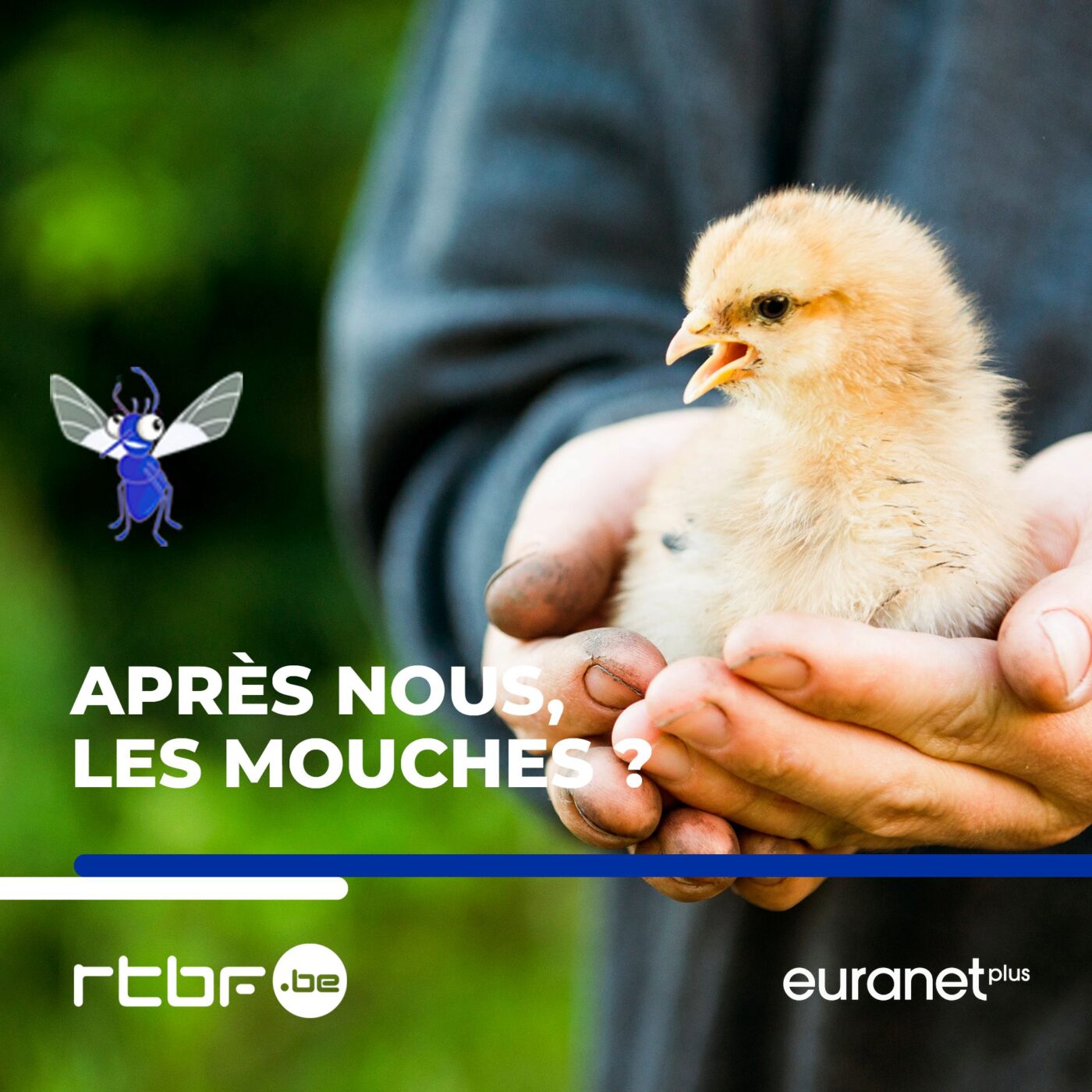 Après nous, les mouches ?