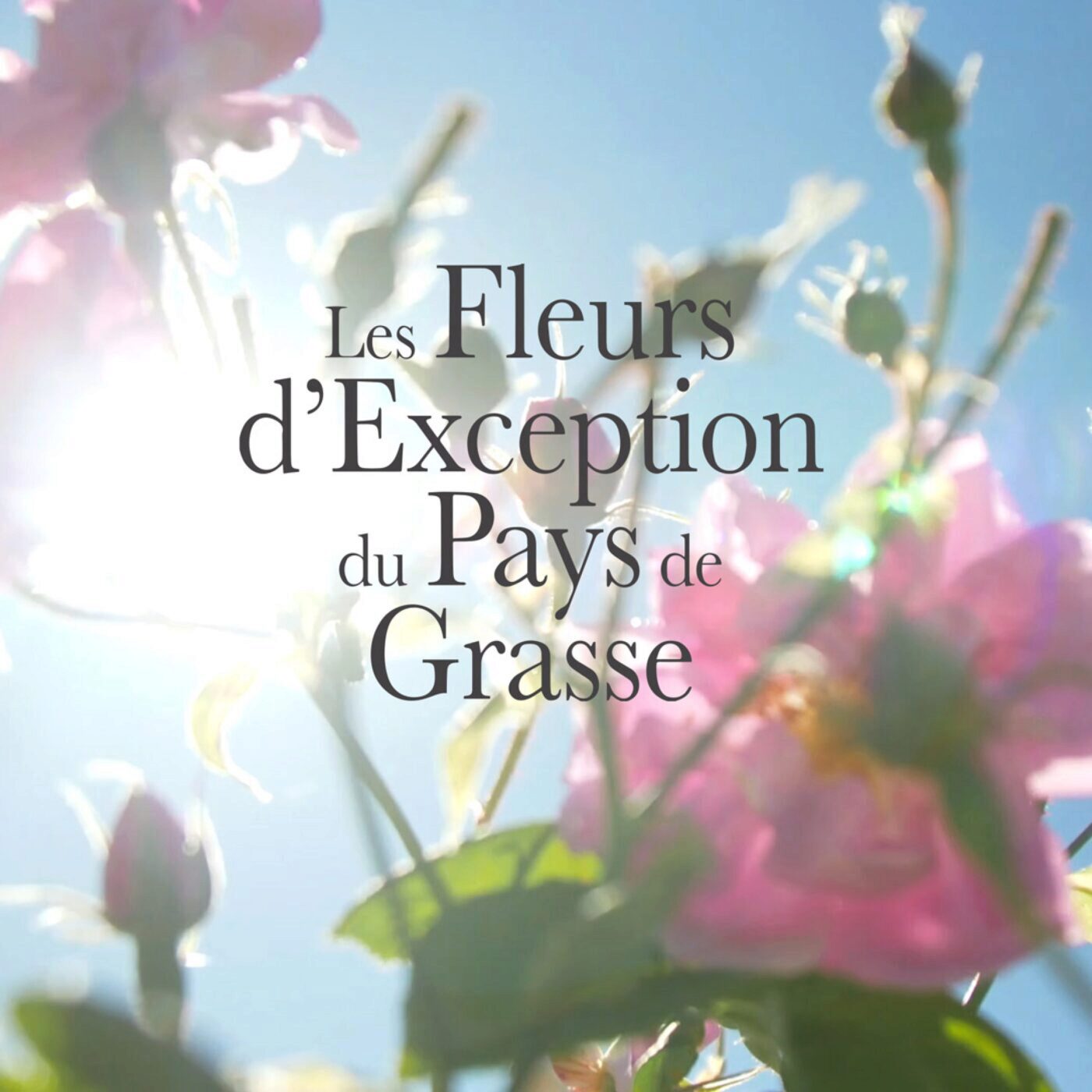 Fleurs d'exceptions de Grasse recoit le prix "terre et fils pour les savoir-faire" episode artwork