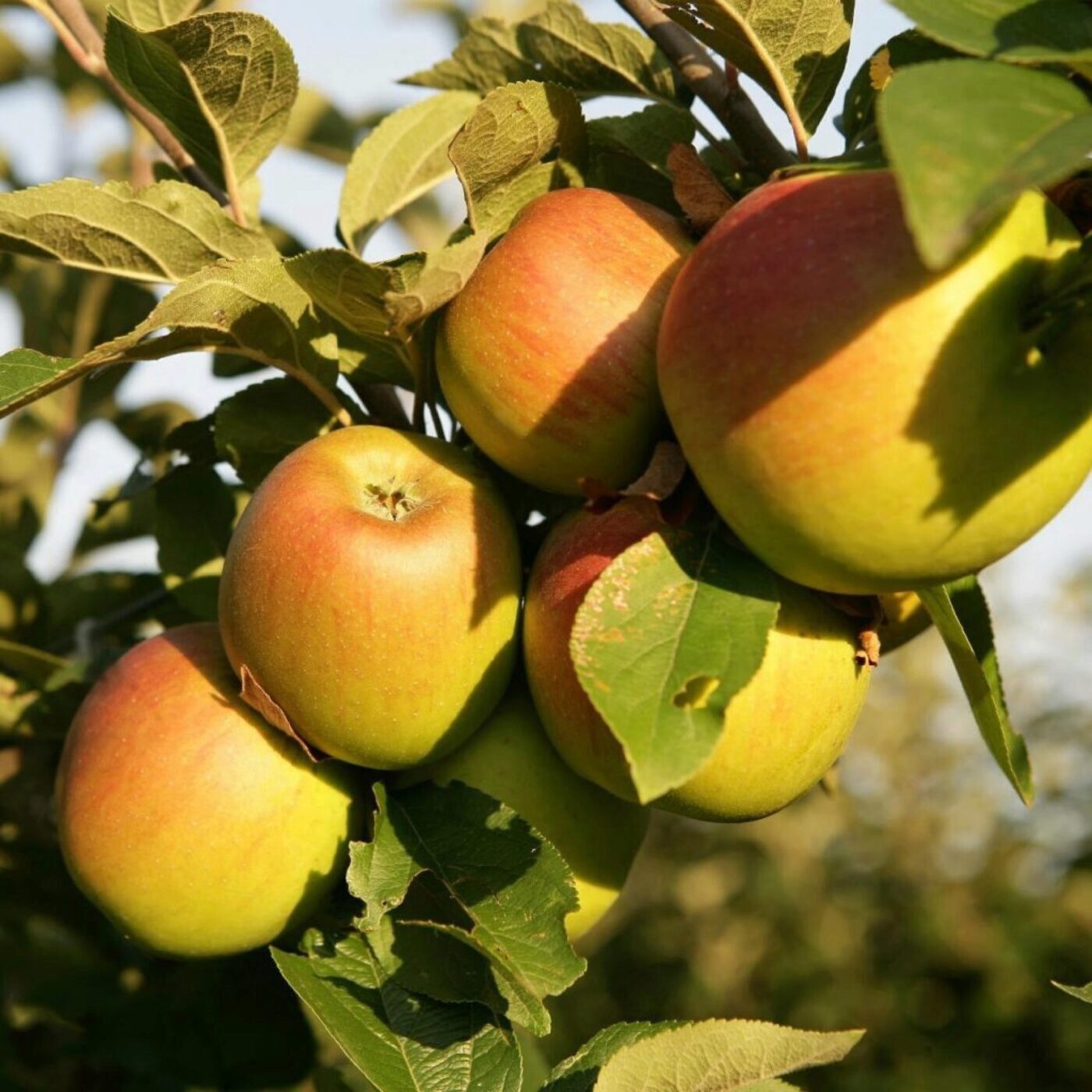 Récolte et vente directe de pommes à l'Abbaye Notre Dame des Dombes episode artwork