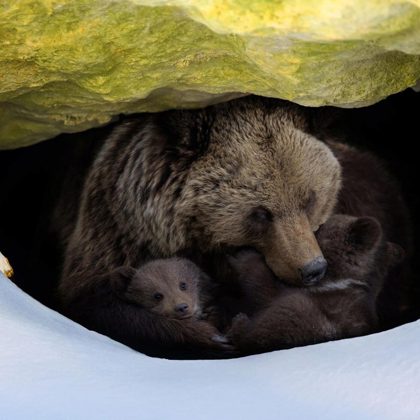 L'hirbenation, des crottes et l'odeur de la nature