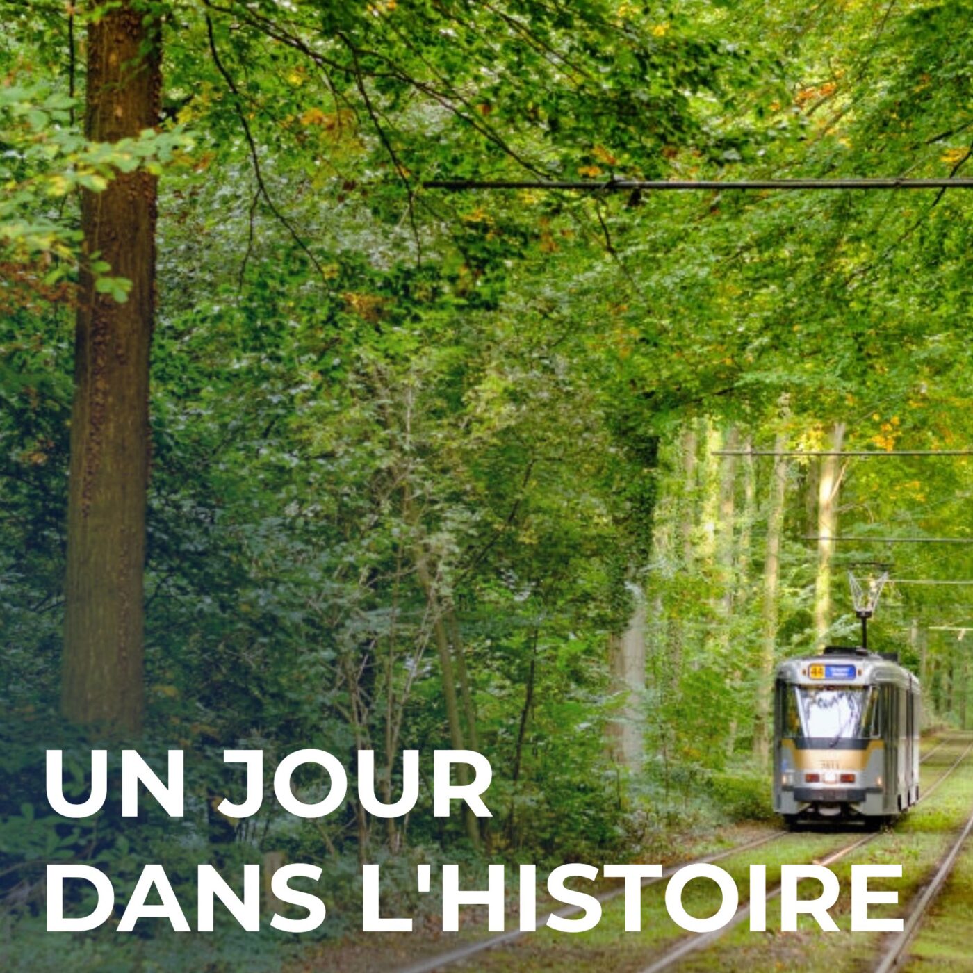 La forêt de Soignes