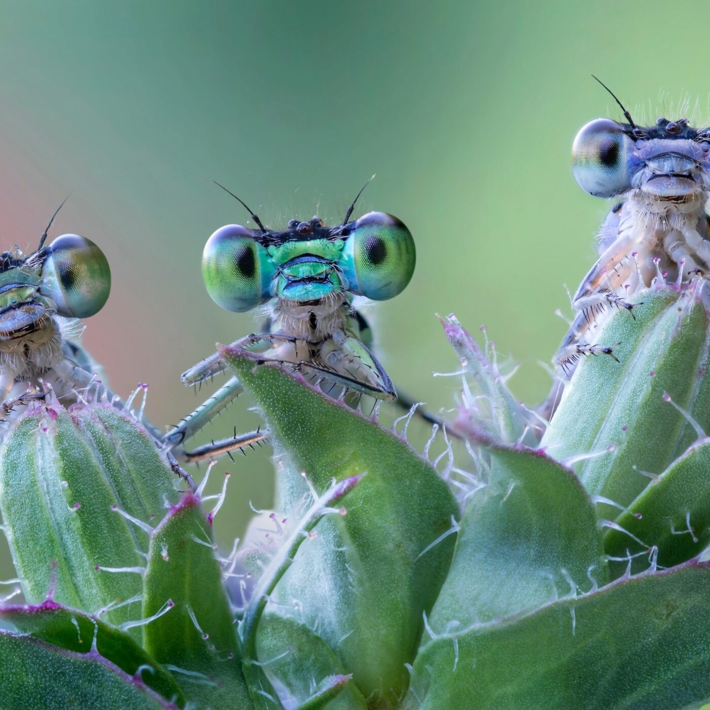 Nouvelle saison de la Cité des insectes dès le 1er avril episode artwork