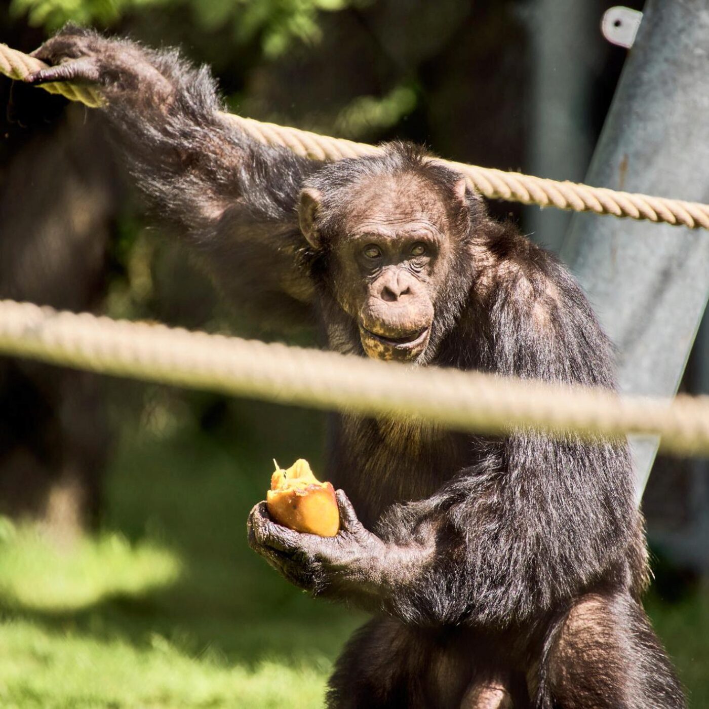 Une signature de primate, la police scientifique de Paris et un réchauffement climatique plutôt froid