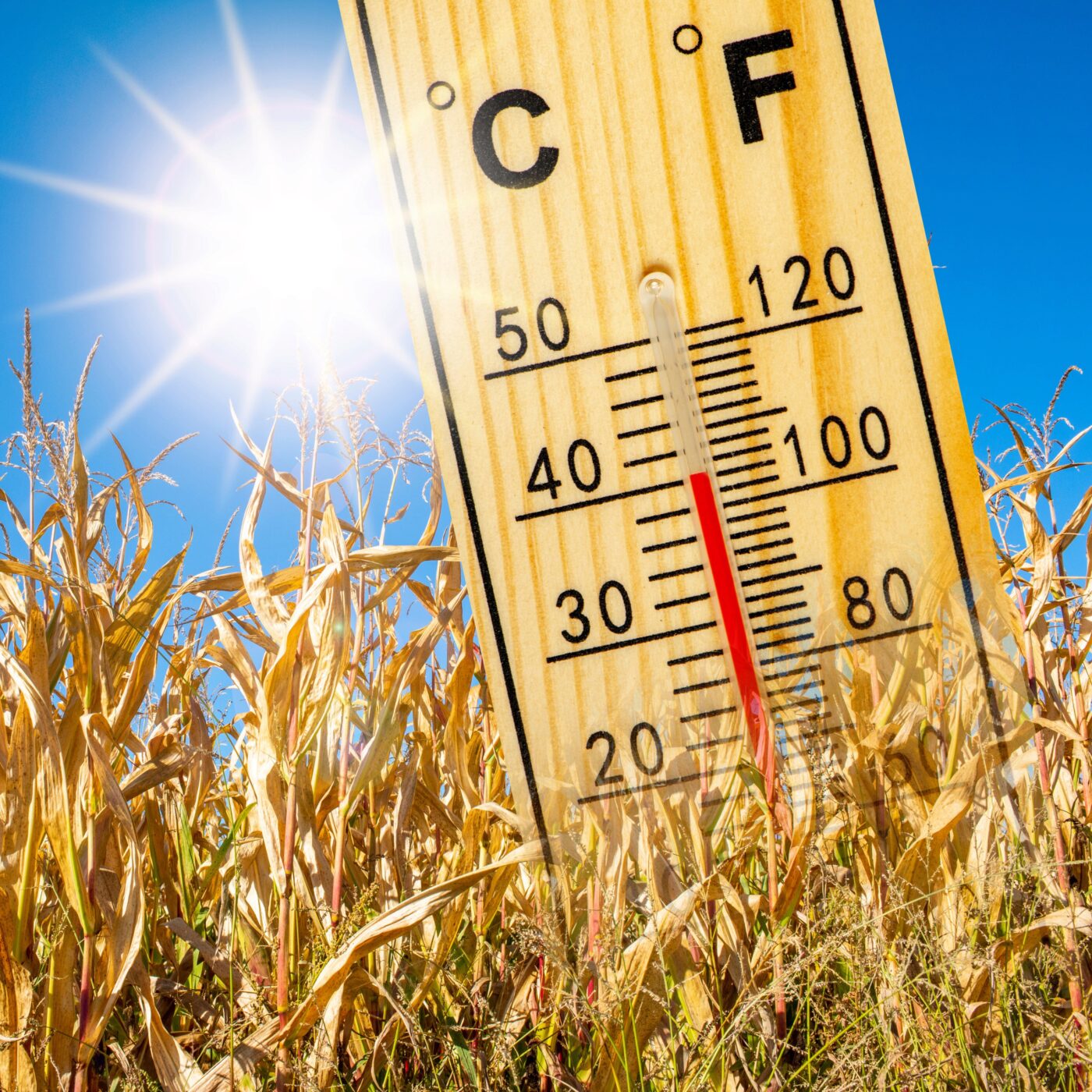 Pays de Savoie : "Les records absolus ne devraient pas être battus", estime Météo France episode artwork