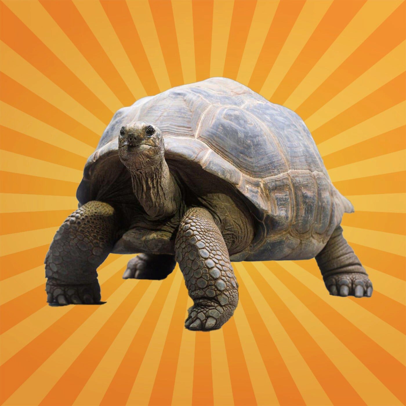 La tortue géante a une mémoire d'éléphant