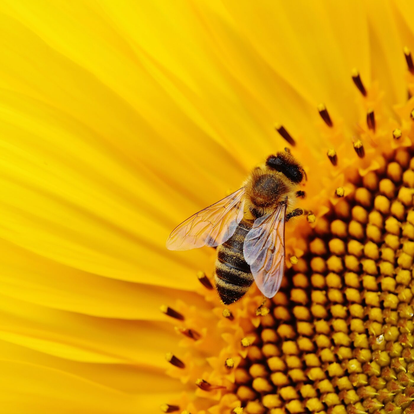 Fortes chaleurs : une nouvelle menace pour les abeilles episode artwork