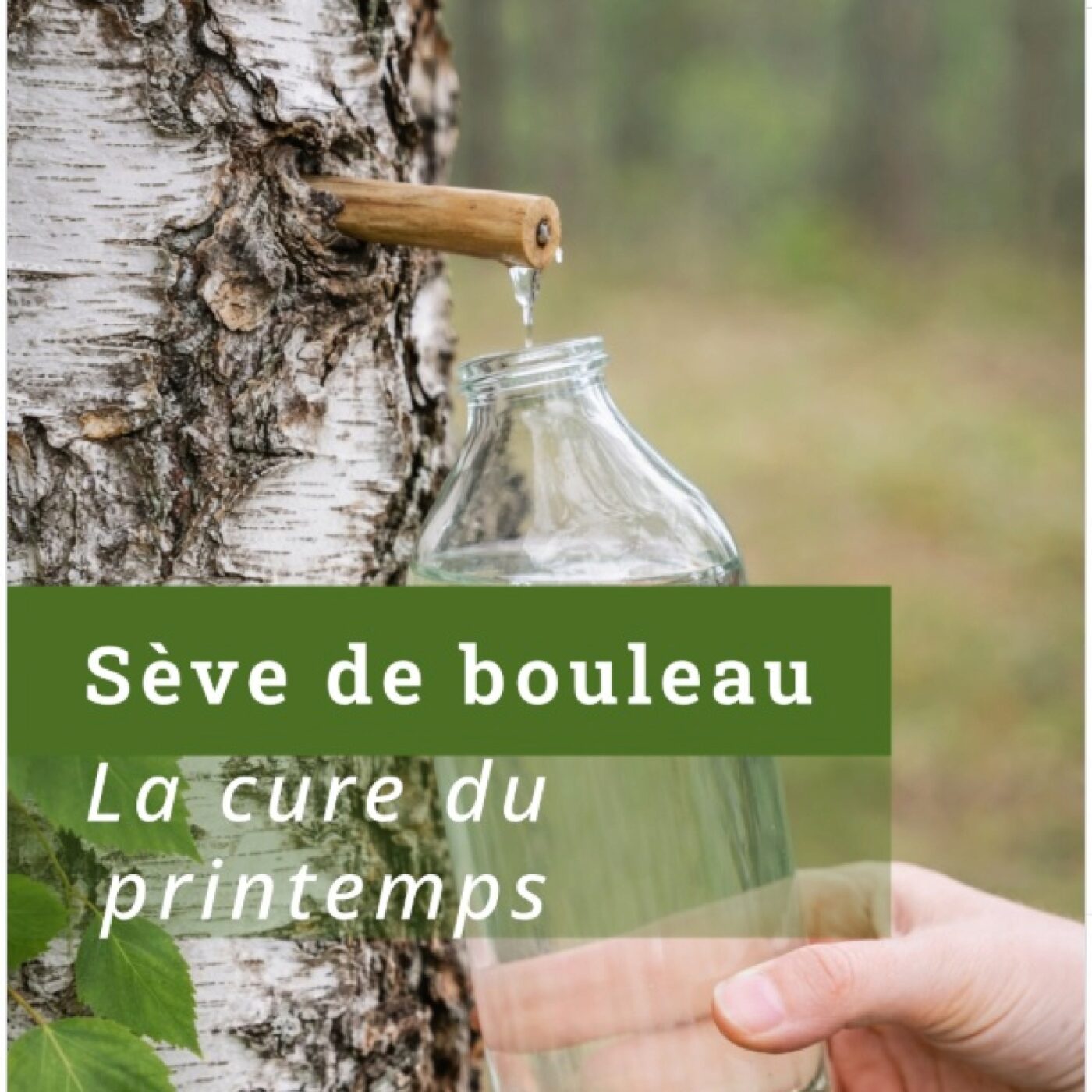 N°217 Sève de Bouleau episode artwork