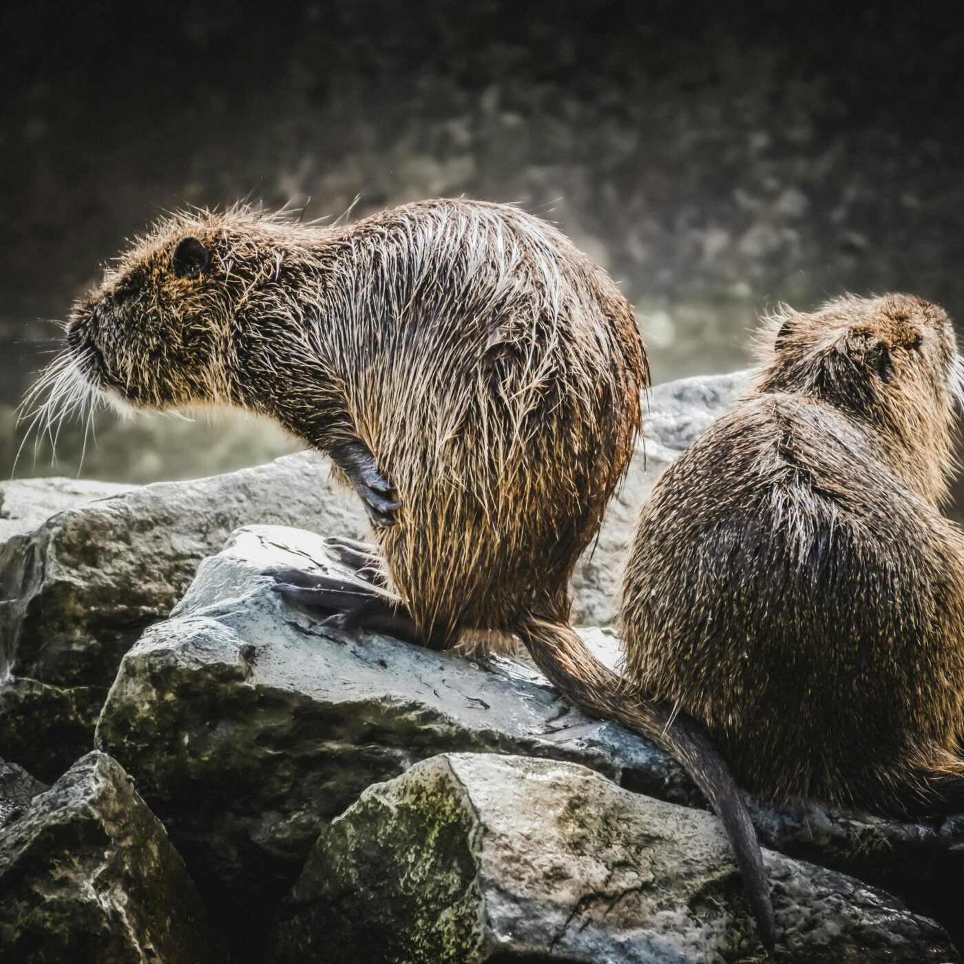 C\'est fait pour vous