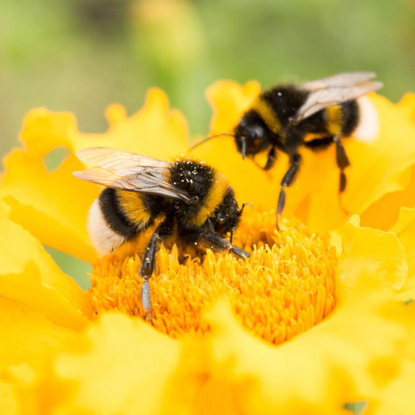 Une main robotisée , des bourdons optimistes, l'assistanat de terrain et de vieux chevaux