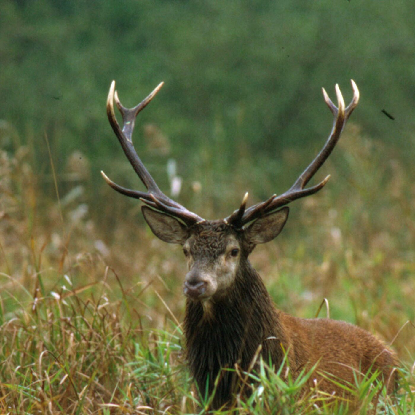 Une journée de chasse en Sologne