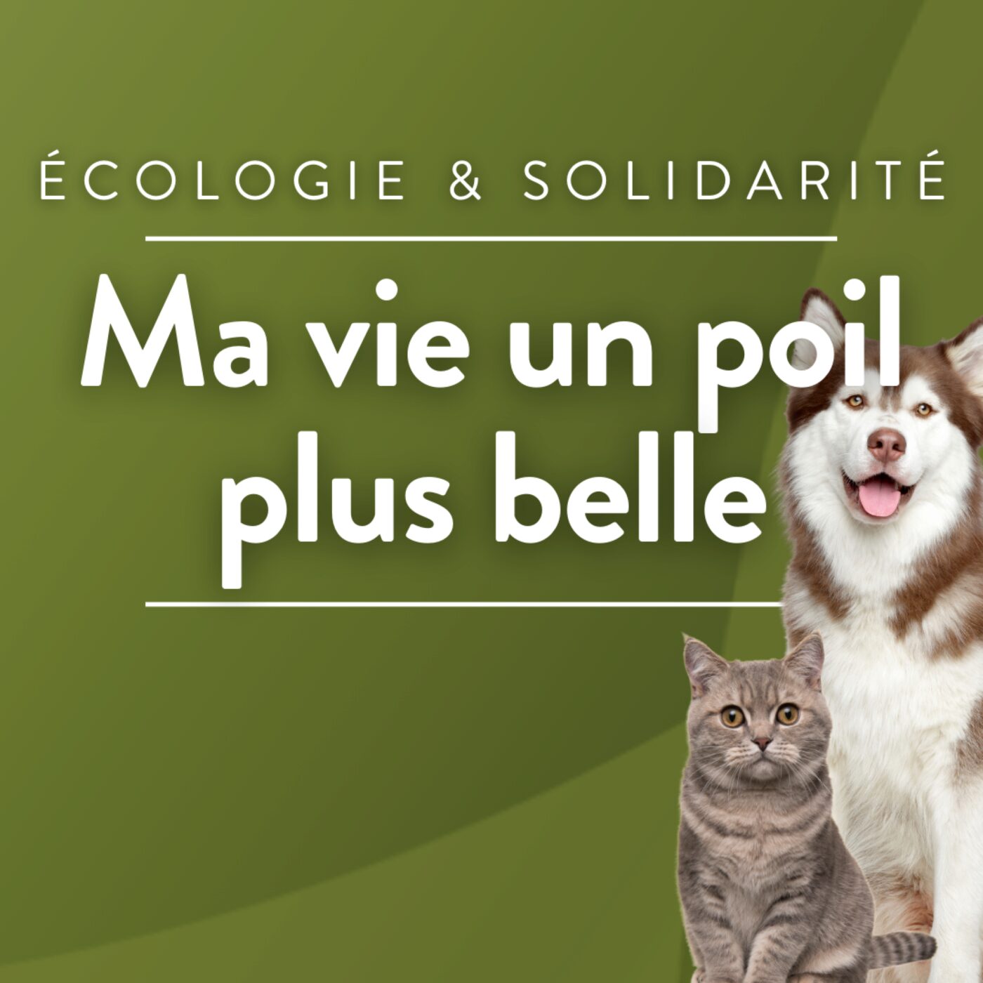 Ma vie un poil plus belle - Pedro, chat à adopter