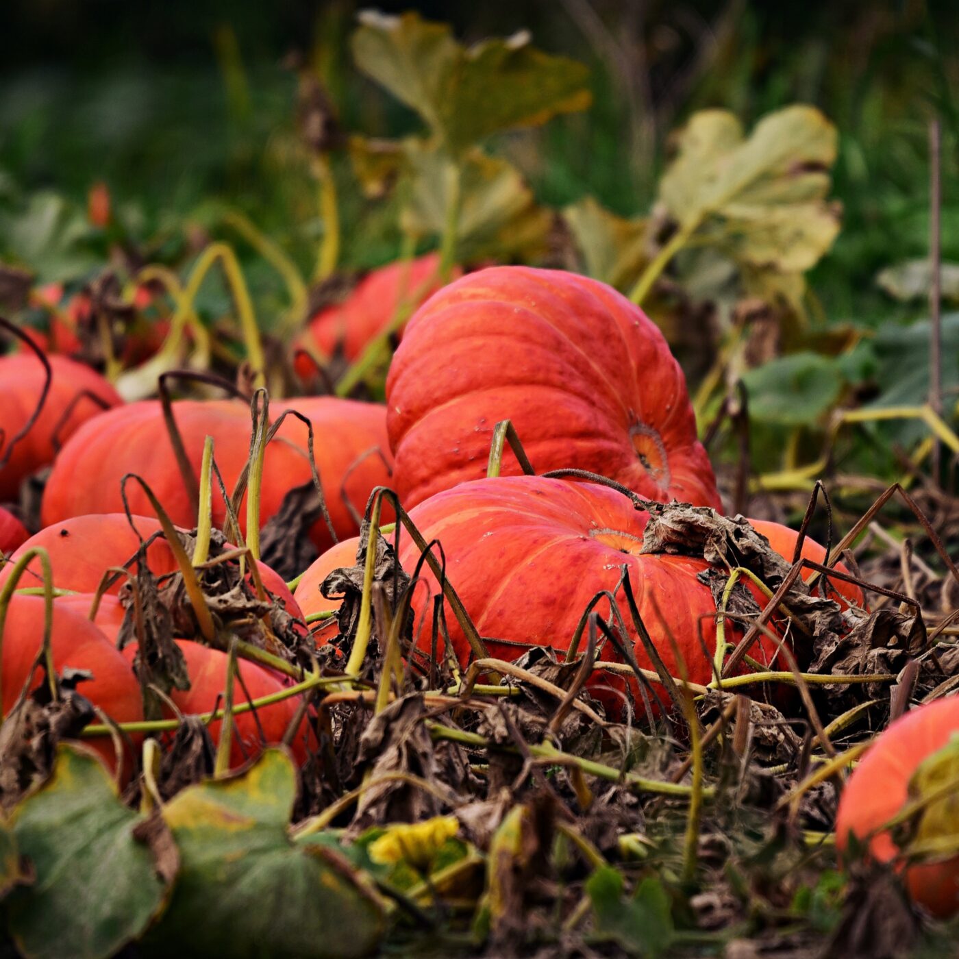 Commune Planète (Berry)