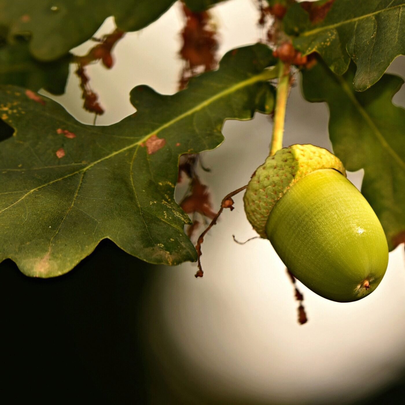Cueillir, du potager à l\'assiette
