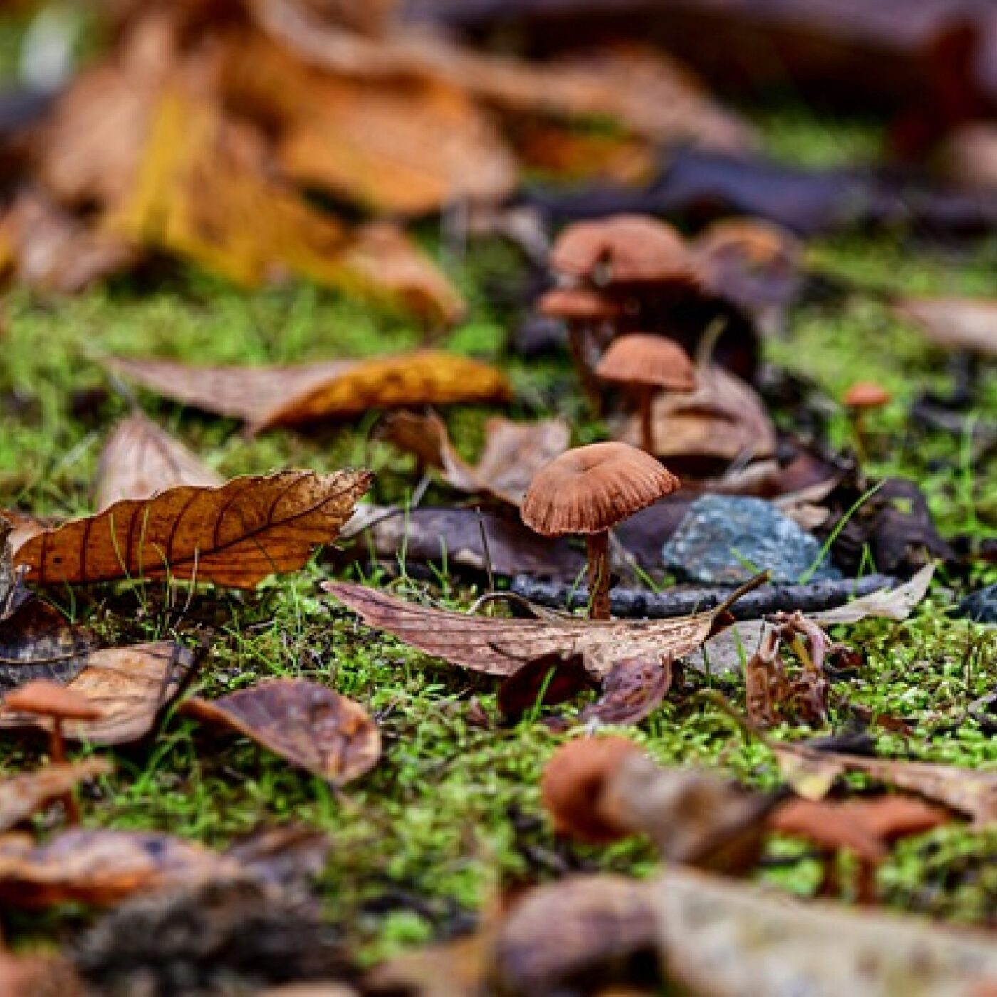 Le Téléphone du dimanche